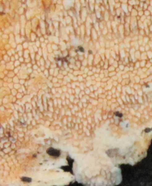 Steccherinum ochraceum ? (Steccherinum ochraceum)